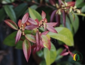 Leucothoe LOVITA 'Zebonard'